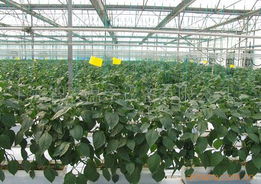 農(nóng)用鋼管溫室大棚 農(nóng)用蔬菜大棚,聚光大棚價格信息