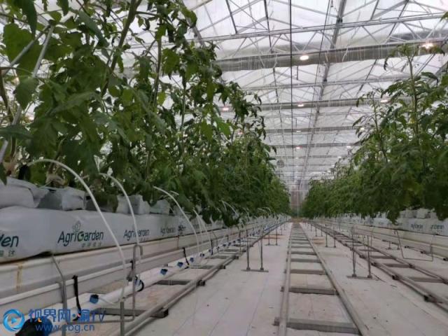 重慶梁平區 智慧農業賦能，番茄種植邁入工廠化新時代